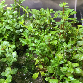 昨日のRTNの画像