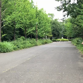 100m記録会 ５年女子１位の画像