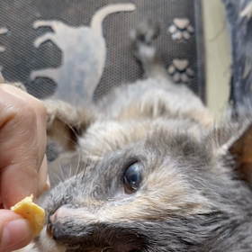 おねだりメリーたん❣️【動画】の画像