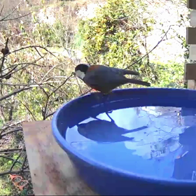 すぎぴたんの事件簿シーズン3　141話（ヤマガラとメジロの関係）の画像