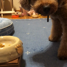 食欲の秋ですの画像