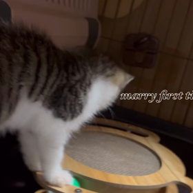 保護猫マリーちゃん初めての遊びの画像