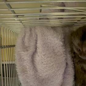 コモンマーモセットの画像