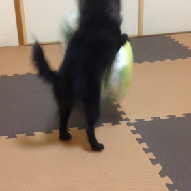 2018年6月24日  狂犬病注射の画像