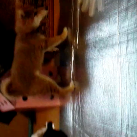 ６回目のの画像