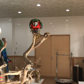 フリーフライトの画像