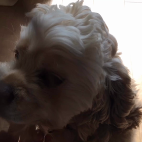 トラと私の間には。の画像