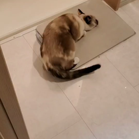 今夜のきゅーちゃんの画像