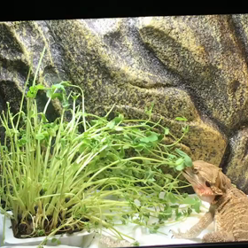 2019.01.19：フトアゴのキュウちゃんが豆苗を食べるよ！！！の画像