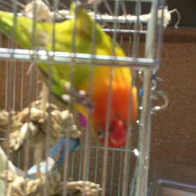 暖かいので*･゜ﾟ･*:.｡..｡.:*･'(*ﾟ▽ﾟ*)'･*:.｡. .｡.:*･゜ﾟ･*の画像