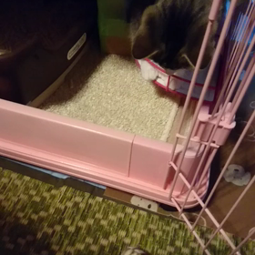 長すぎたケージ生活?！の画像