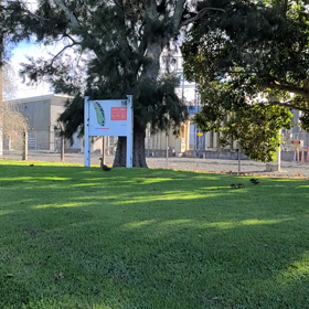 カルガモの親子と優待投資(笑)の画像