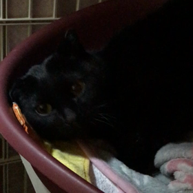 スリゴロ ヤマトです(о´∀`о)の画像