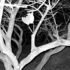 すぎぴたんの事件簿シーズン3　84話（ŧ‹”ŧ‹”( ‘ч’ )ŧ‹”ŧ‹”）の画像