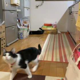 じゃらしなお時間の画像