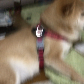 何だろう？の画像