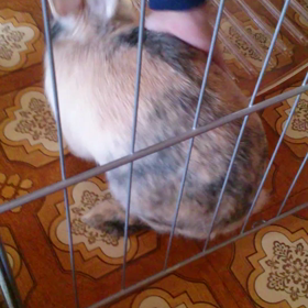 たれぞう芸？を覚えるの画像