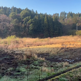 音の春…の画像