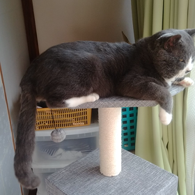 その後のプリン❤️の画像