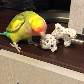 ★戦う我が家のアイドルの画像