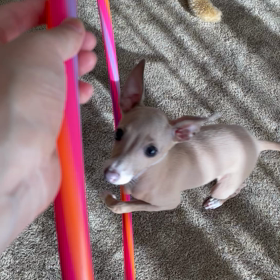 ジャンパーの画像