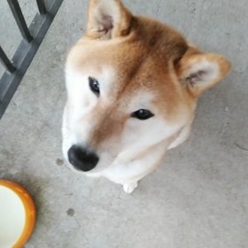 伊太郎のトリセツ　③の画像