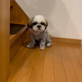 まだまだベイビーの画像