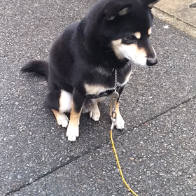 マネキンチャレンジの画像