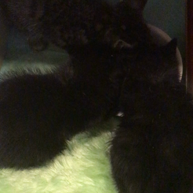 新入り3ニャンの画像