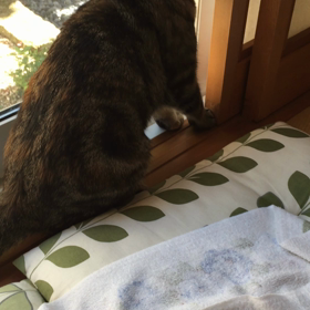 もやもや、かさかさの画像