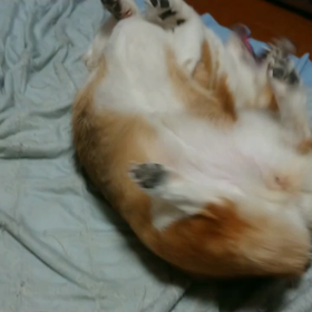 ウニウニターーイム！！の画像