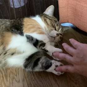 むぎ:家族5年47日めの画像