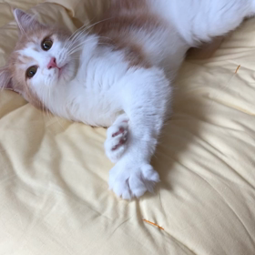 お布団大好き♡の画像