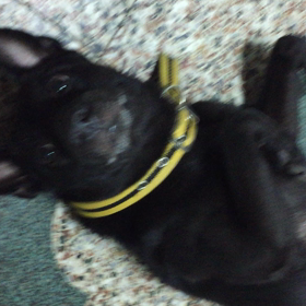 oruru超可愛！の画像