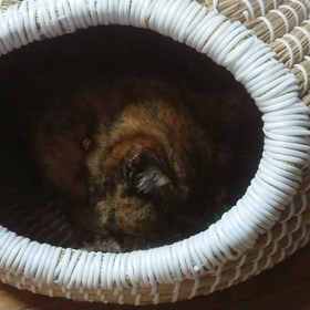 誕生日☆の画像