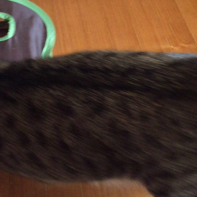 MAXのおもちゃ2の画像