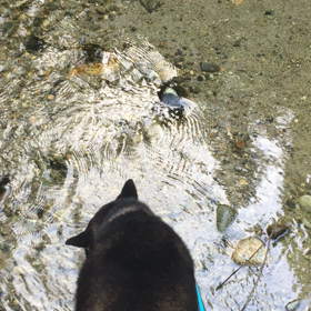 せせらぎの音の画像