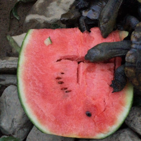 今日はスイカの日*\(^o^)/*の画像