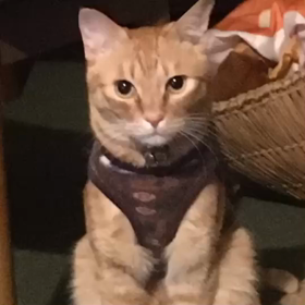 虎太郎くん不良になる編の画像