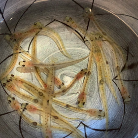 春しらうおの踊り！の画像