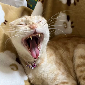 チビはベッドを買って貰ってのかい？の画像