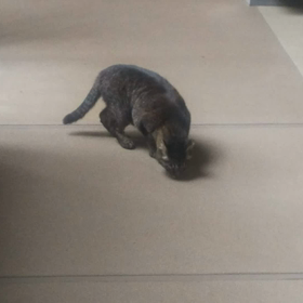今日は猫の日♪の画像