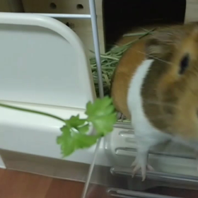 ゆずちゃんとパセリの画像