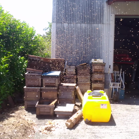 蜂の巣別れ（ちょうど目撃）の画像