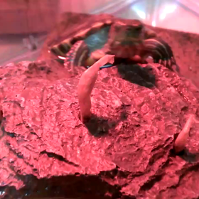 瞬間上陸！の画像