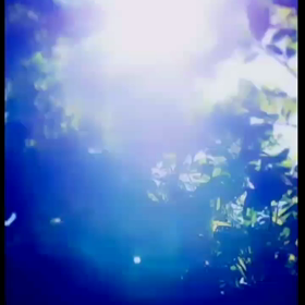 ♉< プレオ物語・琉球の華[]⚛️[]Ryukyu flower・The Preo..>の画像