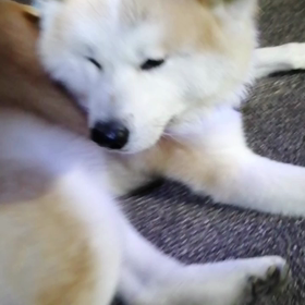 未来丸はボチボチだが、飼い主が不調かな？散歩はいつもとおり、最初ダッシュで中イヤイヤ、最後はダの画像