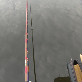 7月31日   びん沼 砂塚橋下流北岸 欅前の画像