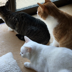 な、何…の画像