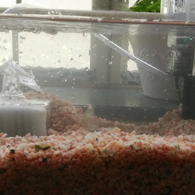 喜んで･･･くれてる？の画像